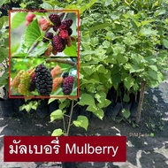 ต้นมัลเบอรี่ ไวท์มัลเบอร์รี่ (Mulberry) ต้นหม่อน กิ่งชำ ต้นสูง60-70เซนติเมตร ขายราคาถูก