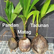 Anak Pokok Kelapa Tacunan Siam