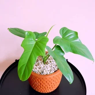 TANAMAN HIAS PHILODENDRON VIOLIN