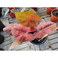 caladium red sweety. keladi red siam.