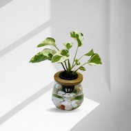 現貨 蕨美植栽 室內網美懶人水耕植栽-白金黃金葛+弧形透明玻璃瓶