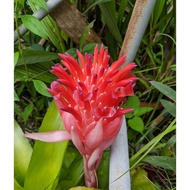 BROMELIADS BILLBERGIA/READY STOCK/COLORFUL RED BROMELIAD FLOWER/FLAMING TORCH [ BILLBERGIA PYRAMIDALIS ]