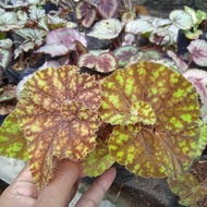 begonia keong Kuning