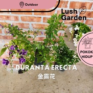 Duranta Erecta / Bunga Langit 金露花 Purple White Flower Bunga Ungu Putih Outdoor Live Plant Pokok Hias