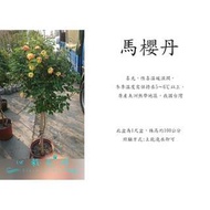 心栽花坊-馬櫻丹棒棒糖/1尺盆/造型樹/綠籬植物/觀花植物/綠化植物/售價1000特價900