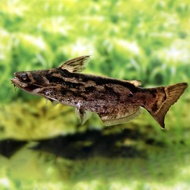 HIASAN COLOMBIA WOODEN CATFISH 10CM