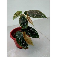 ♞Cane begonia maculata ( Angel wing begonia )