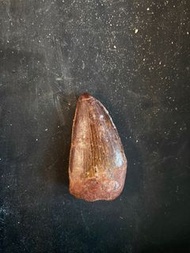 鯊齒龍-牙齒化石