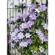 （Spot Goods）Clematis Climbing Plant Garden Cold-Resistant Green Plant Potted Seedling Utopia Silver 