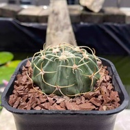 Prickly Wave Real Cactus Potted Plant Flower Desktop Succulent Four Seasons Plant Indoor Office Balc