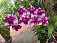 Hoa  lan  denro kinh kông