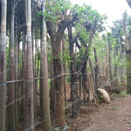 pohon trembesi batang besar