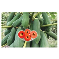PHUKET 537  Thailand Low Height Long Papaya Seeds 20pcs 超矮泰国长木瓜种子/盆栽木瓜 Biji Benih Betik Rendah Species