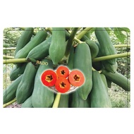 PHUKET 537  Thailand Low Height Long Papaya Seeds 20pcs 超矮泰国长木瓜种子/盆栽木瓜 Biji Benih Betik Rendah Speci
