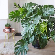 Anak Pokok Keladi monstera deliciosa/ Real plant monstera/ Indoor plants/ Outdoor plant