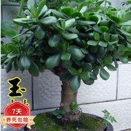 Plants that are truly alive 活着的植物Yushu Old Pile  Potted Seedlings Old Pile Big Leaf Jade Tree Flower