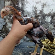 Anakan Ayam ShamoTrad Ekor Lidi Tulangan Besar Trah Petarung