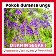 RINA •pokok duranta ungu • purple flower erecta dewdrop pigeon berry angel whisper skyflower medicin