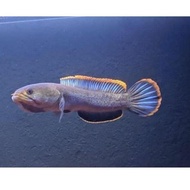 ikan chana limbata size 12-20cm (Limbata jumbo) (ART. 74)