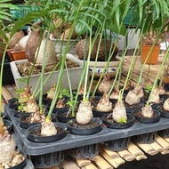 3 ต้น ปรงนา Cycas siamensis ขนาดจิ๋ว ไม้บอนไซ ต้นไม้จิ๋ว ต้นไม้สายย่อ มีใบมีรากแน่นๆ ทุกต้น จัดส่งพร