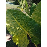 Pokok Alocasia Macrorrhiza Lutea Variegated real plant