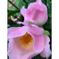 KKB Heaven Lotus Dwarf Pink