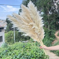 5/10/15/20pcs 17 Inch/44cm Tall Beige Pampas Grass Stems, Add Boho Vibe To Your Space - Pampas Grass