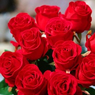 Anak pokok mawar Carolla Red Rose Bunga Benih Black Rose Dengan Bunga Bunga Gosip Balkon Balkon Balkon Balkon Besar Besa