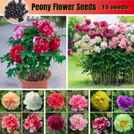 Rare Double Peony Seeds Peony Flower Seeds for Sale (15seeds) Buto Ng Bulaklak Paeonia Suffruticosa 