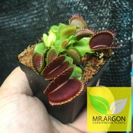 กาบหอยแครง (Dionaea muscipula) หลากหลายสายพันธุ์ "Venus Flytrap"