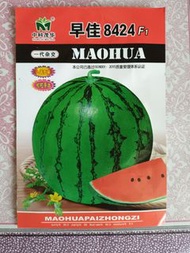 8424西瓜種子