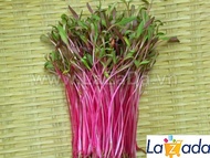 1KG Hạt Giống Rau Mầm Củ Dền Đỏ (| Y2*W21)