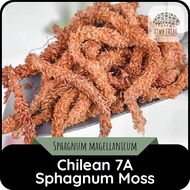 [100g] Grade 7A Chilean Sphagnum Moss - Premium Exotic Pet Substrate & Terrarium Moss (Long Fiber)