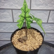 tanaman hias alocasia jacklyn 2-3 daun