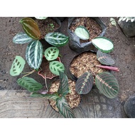 ♦◐Available live plants for sale Calathea Variety