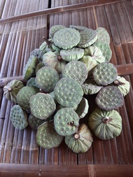 Biji Segar Bunga Teratai Lotus Nymphaea 500 Gram