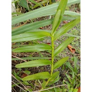 3 Keratan orkid mokara (tiger) / orkid kampung
