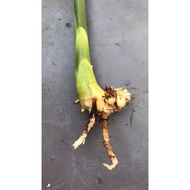 Kantan Root Flower (pink)