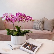 【蘭花盆栽】紫星蝴蝶蘭盆栽(大) 開幕送禮 年節送禮 升遷送禮