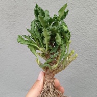 Euphorbia Decaryi (皱叶麒麟冠幅)