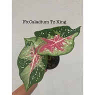 Caladium thai grade A