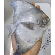 Ikan Bawal Tambak (Chinese Pomfret)