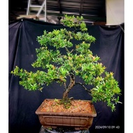 ‼️新品种‼️金雀舌罗汉松，New podocarpus
