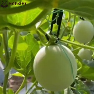 WONDER 30pcs Mesh melon hook, Mesh melon cantaloupe Hanging Hook, 2024 hook Hanging cantaloupe Hooks