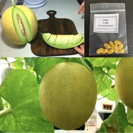 เมล็ดเมล่อน กาเลีย Golden Emerald  กาเลียอินทนนท์ INTHANON248 และกาเลียมิซูกิ MIZUKI  เมล่อนเนื้อเขี