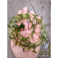 Egeria Densa/Hydrilla 水蕴草/蜈蚣草