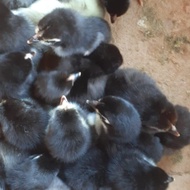 doc ayam kampung unggul