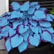 Hosta Seeds for Planting, 200 Rare Hosta Seeds to Plant Outside, Non-GMO Heirloom Plant Seed Attract