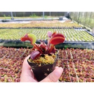 Dionaea muscipula 'Red Piranha, Venus flytrap, carnivorous plants, Pitcher plant, terrarium, paludar