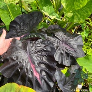 Colocasia Yellow Splash / Keladi Black Lava / Colocasia Black Lava / Keladi Variegated